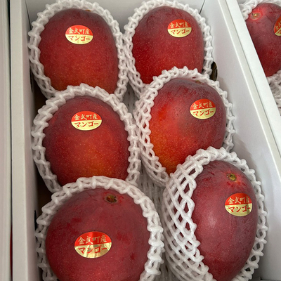 沖縄県金武町産アップルマンゴー（優品2kg）｜前田農園 | 前田農園shop